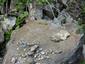 jašterica bystrá (27.7.2013)